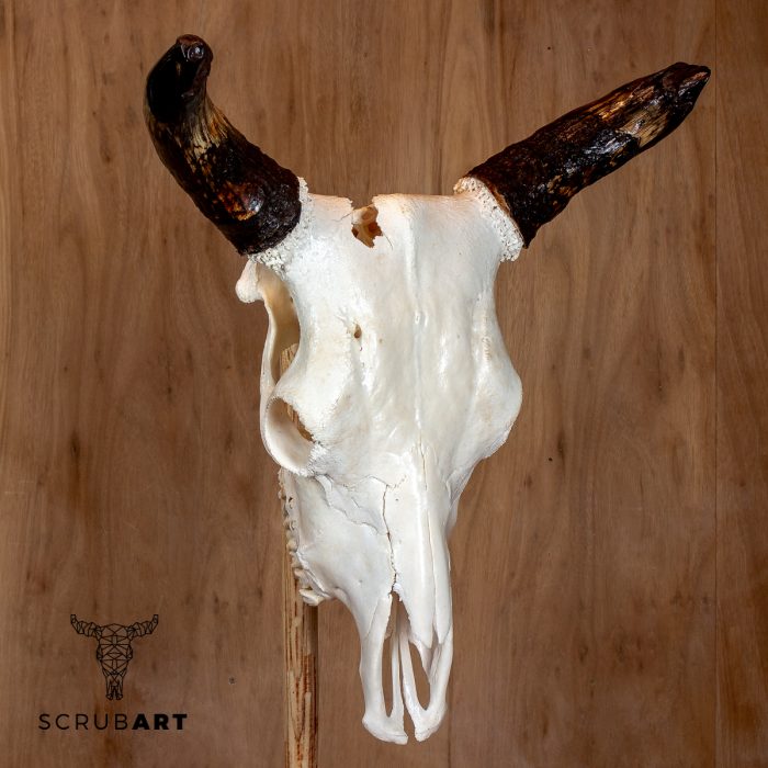 Bull Skull with Horns