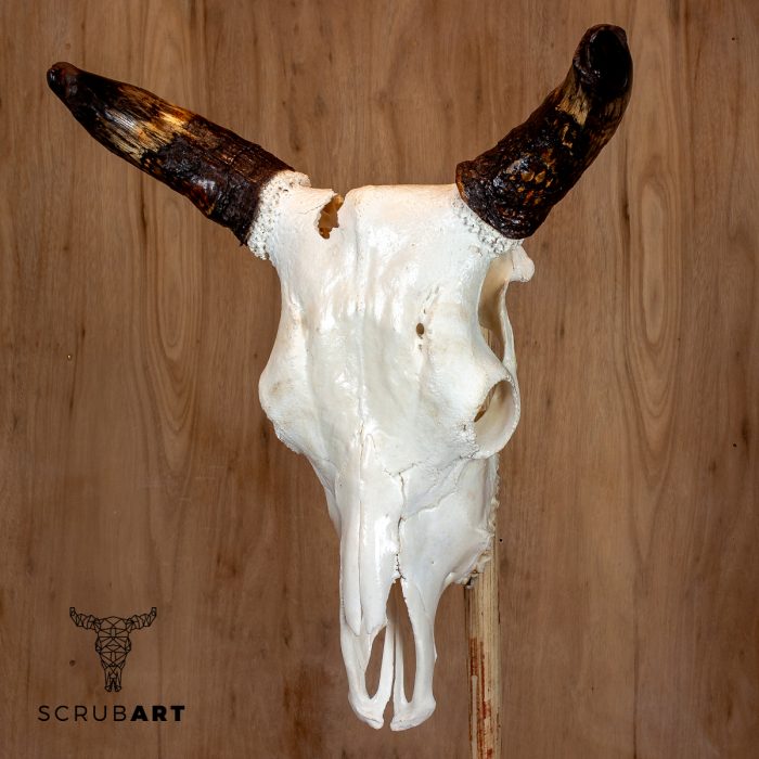 Bull Skull with Horns