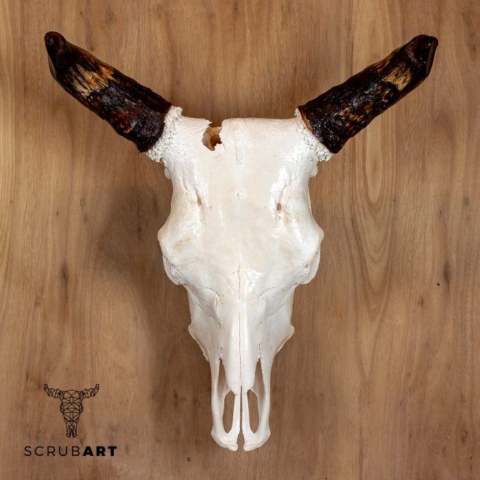 Bull Skull with Horns