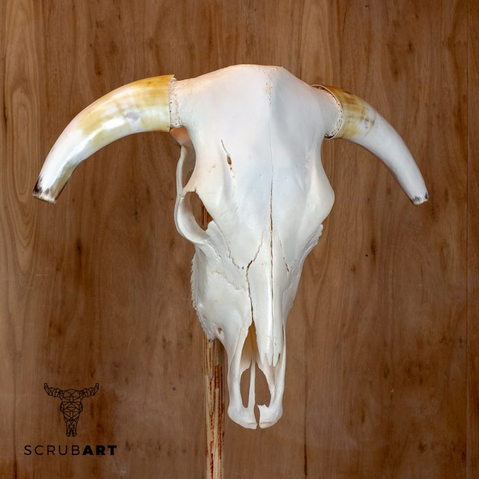 Bull Skull with Horns