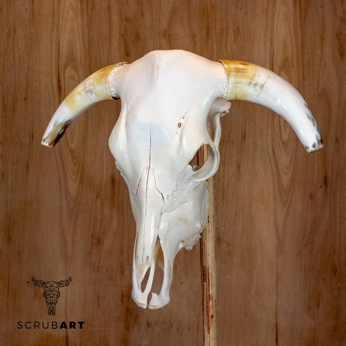 Bull Skull with Horns