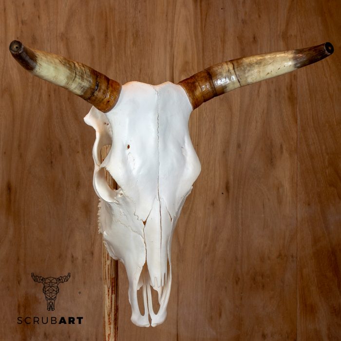 Bull Skull with Horns