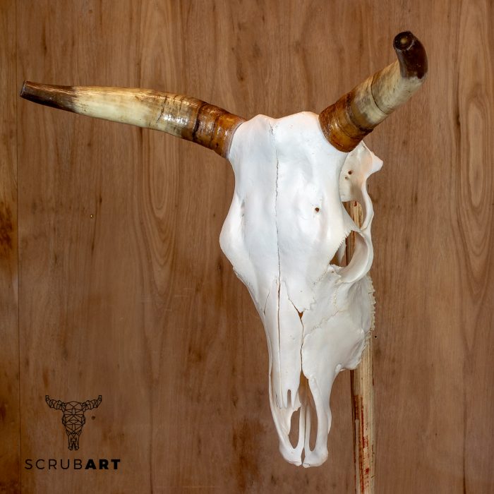 Bull Skull with Horns