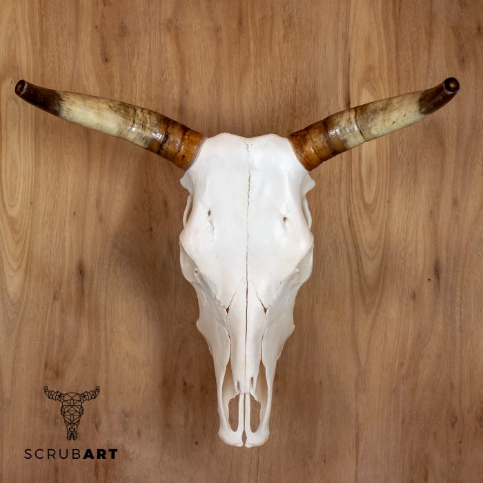 Bull Skull with Horns