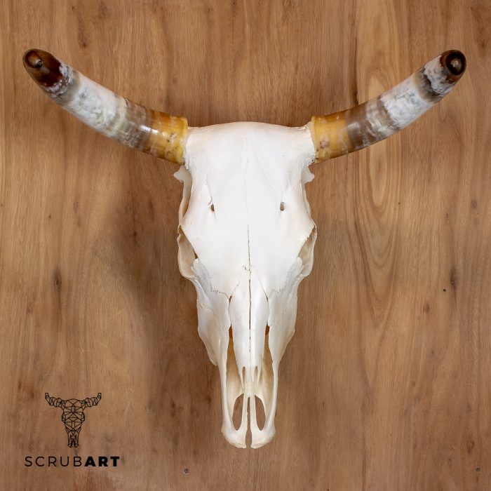 Bull Skull with Horns