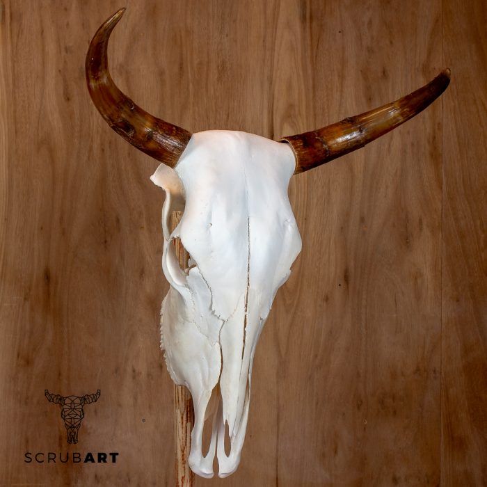 Bull Skull with Horns