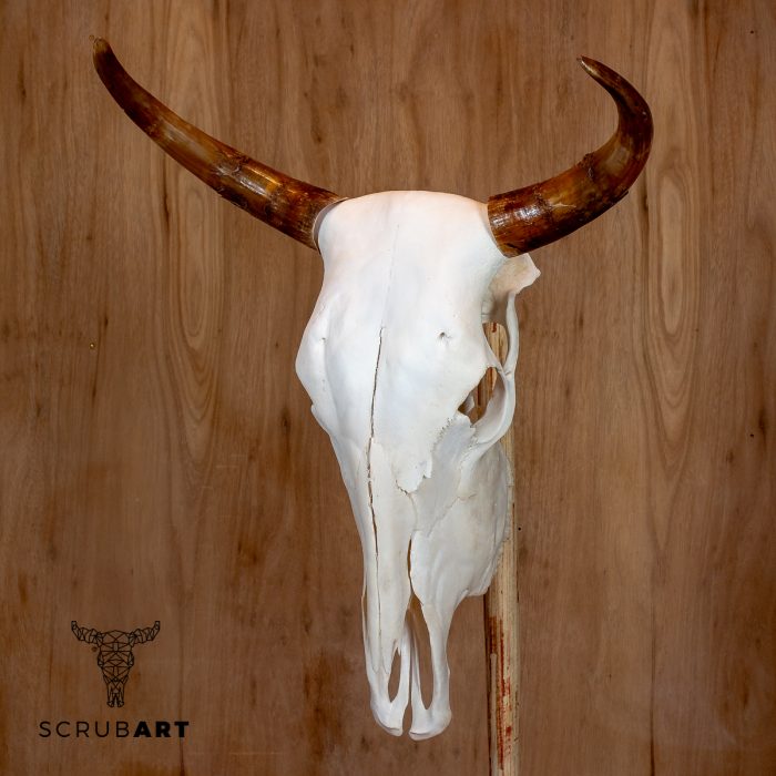 Bull Skull with Horns