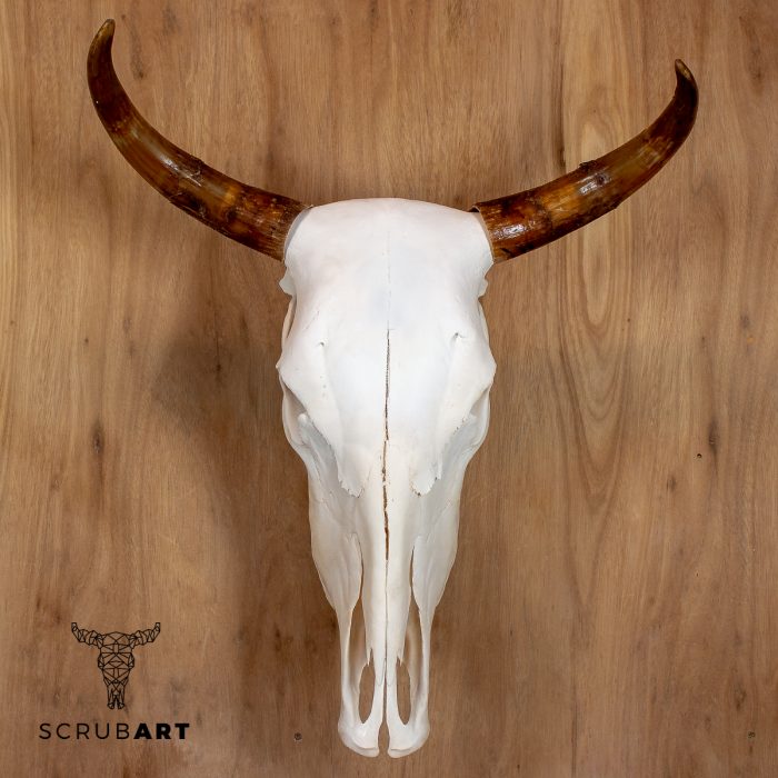 Bull Skull with Horns