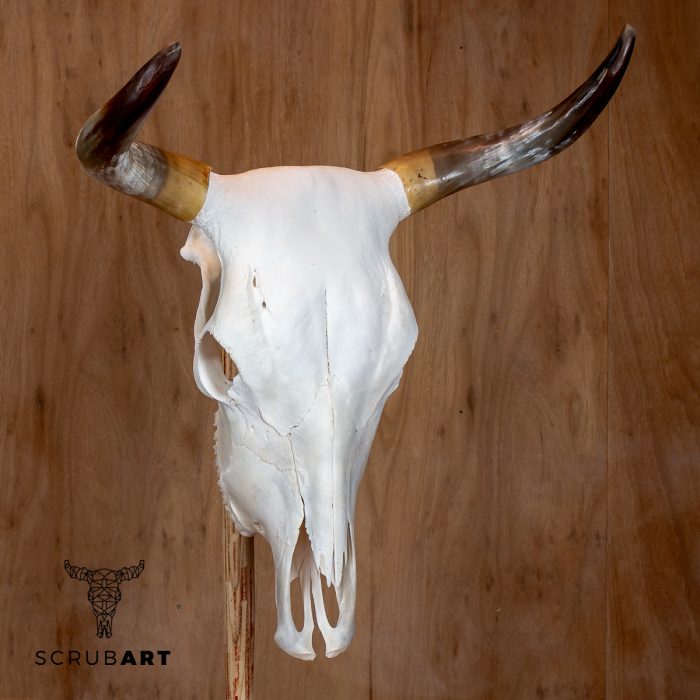 Bull Skull with Horns