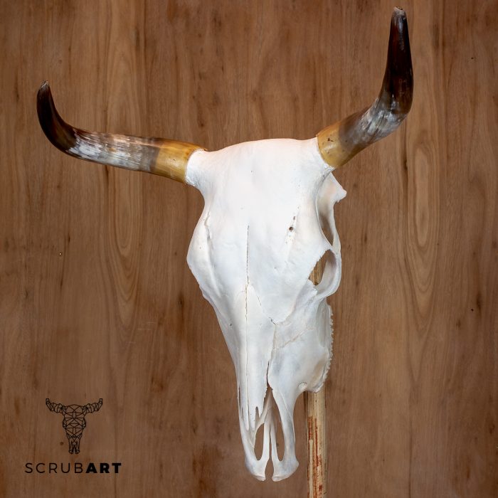 Bull Skull with Horns