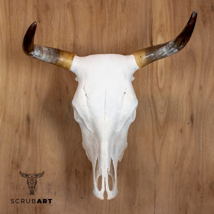 Bull Skull with Horns