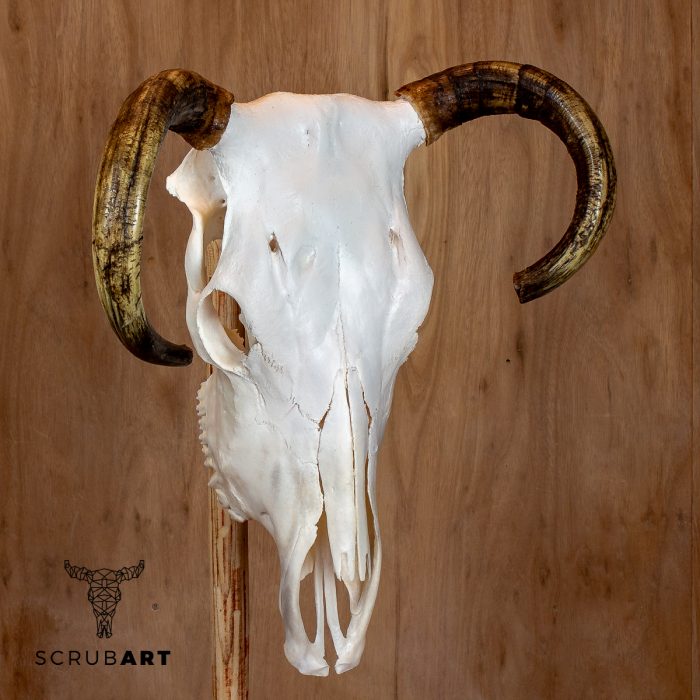 Bull Skull with Horns