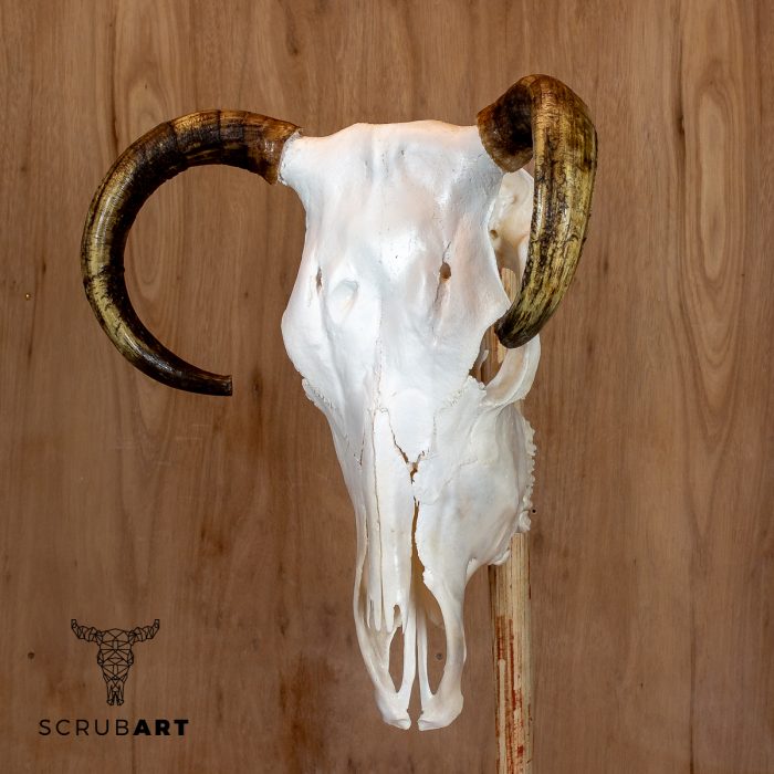 Bull Skull with Horns