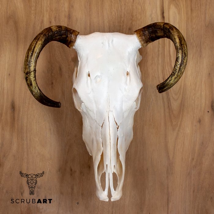 Bull Skull with Horns