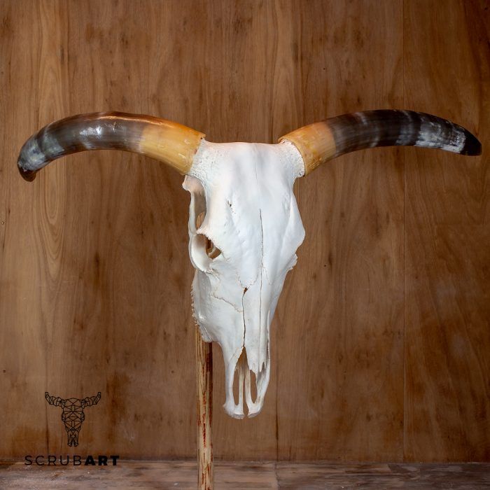 Bull Skull with Horns