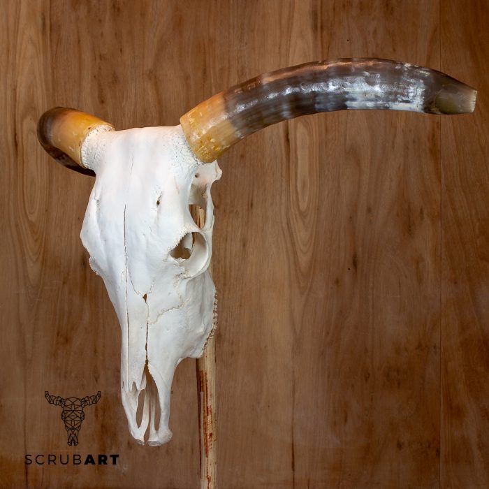 Bull Skull with Horns