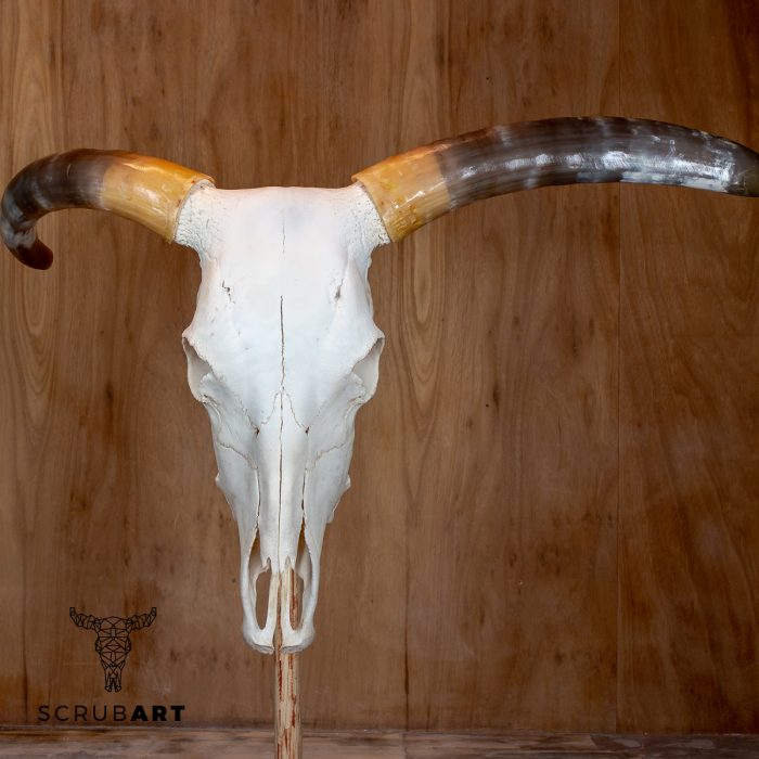 Bull Skull with Horns