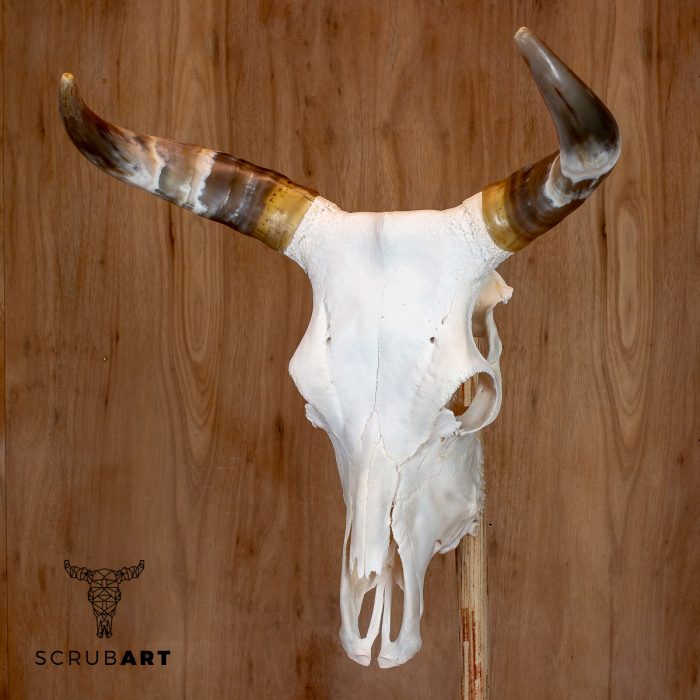 Bull Skull with Horns