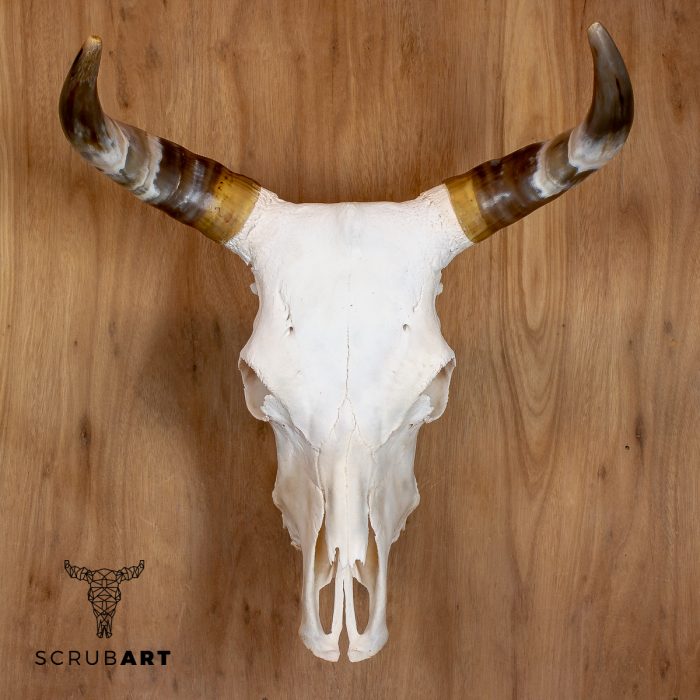 Bull Skull with Horns