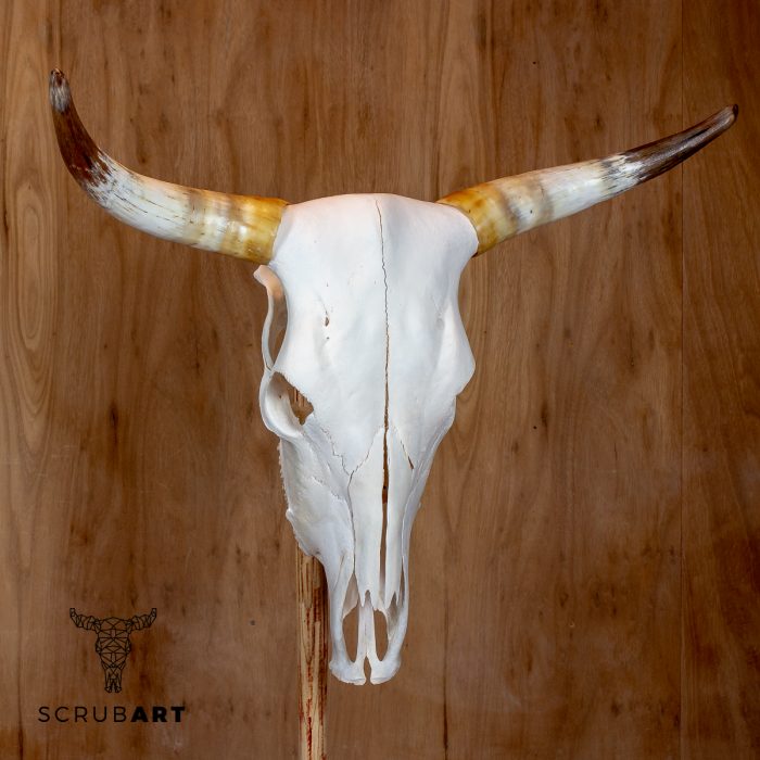 Bull Skull with Horns