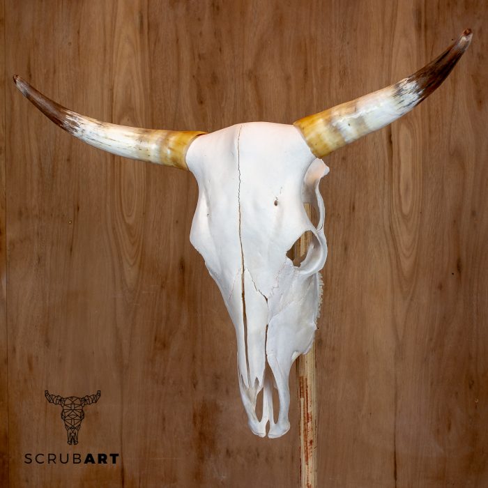 Bull Skull with Horns