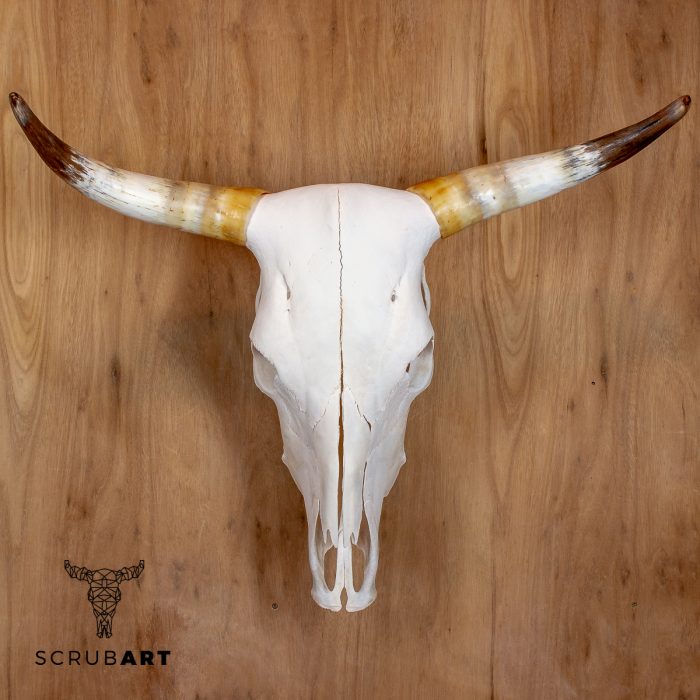 Bull Skull with Horns