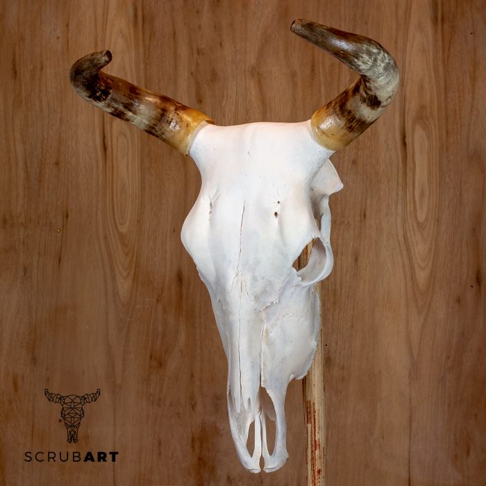 Bull Skull with Horns