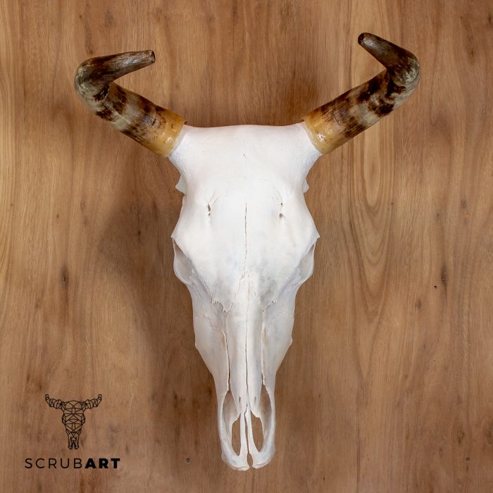 Bull Skull with Horns