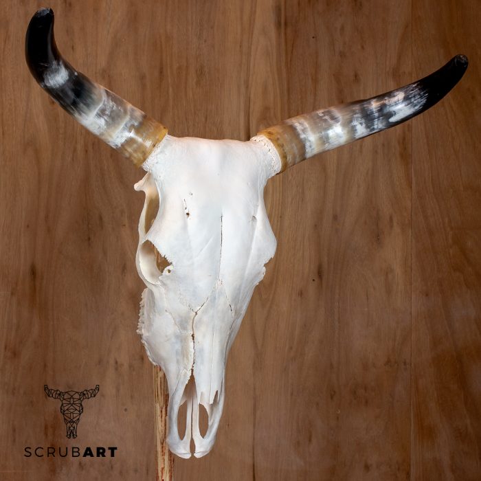 Bull Skull with Horns