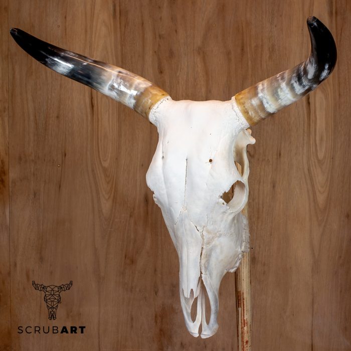 Bull Skull with Horns