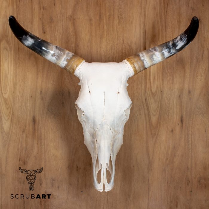 Bull Skull with Horns