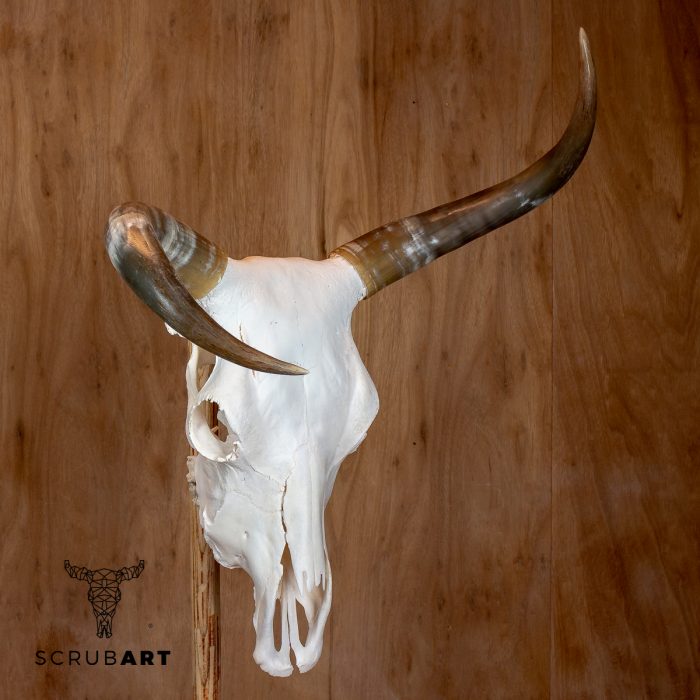 Bull Skull with Horns