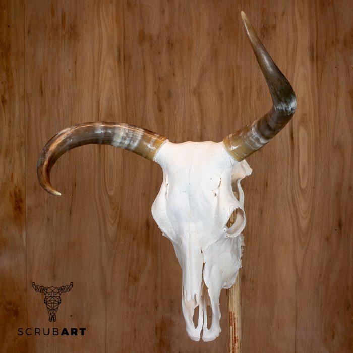 Bull Skull with Horns