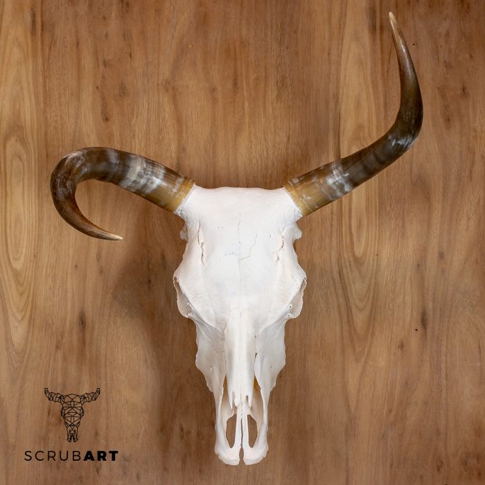 Bull Skull with Horns