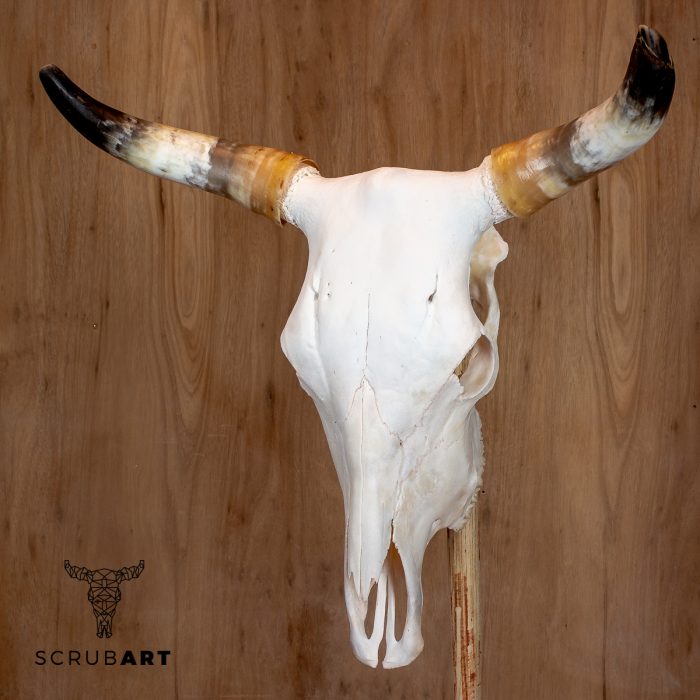 Bull Skull with Horns