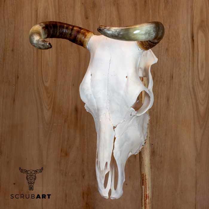 Bull Skull with Horns