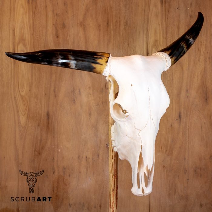 Bull Skull with Horns