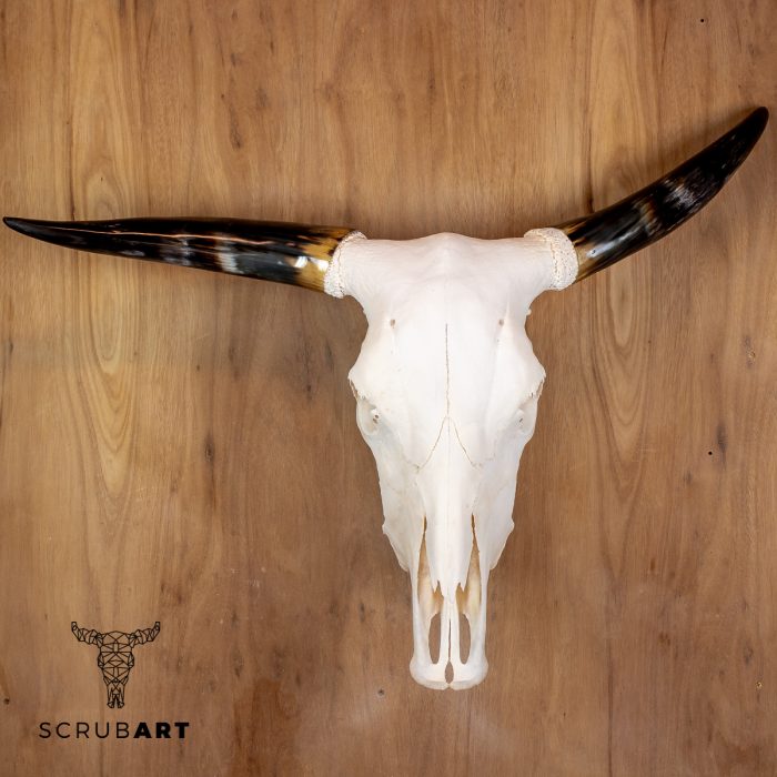 Bull Skull with Horns