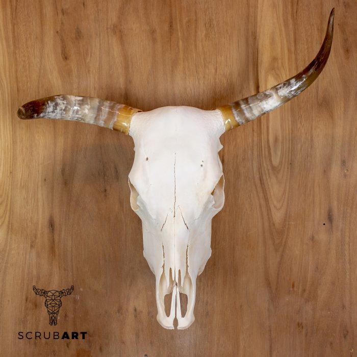 Bull Skull with Horns