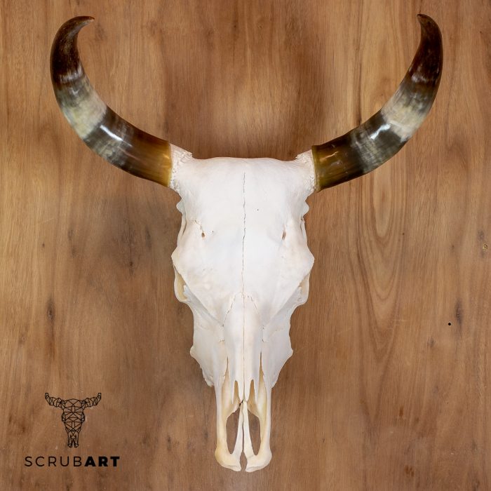 Bull Skull with Horns