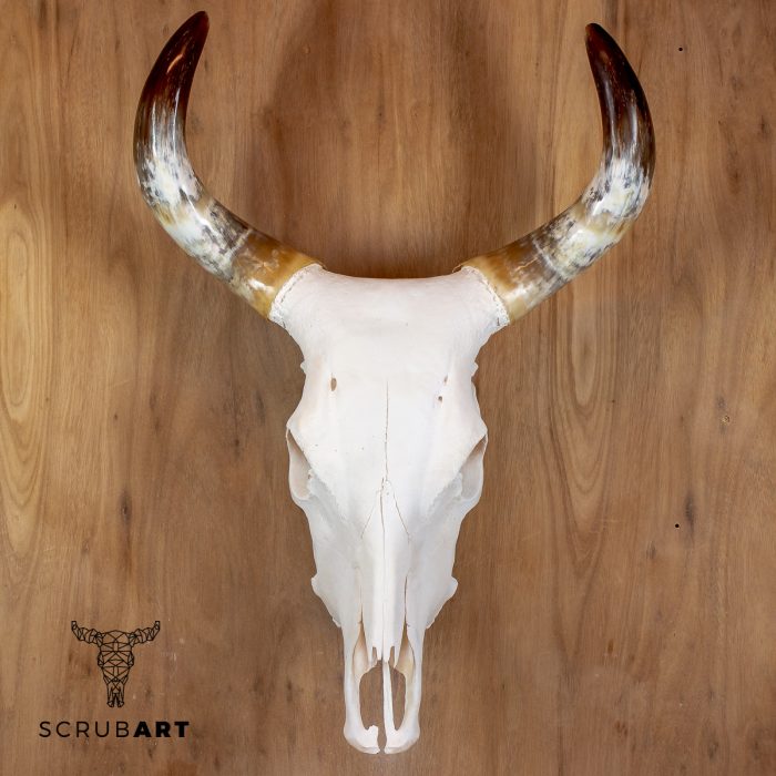 Bull Skull with Horns