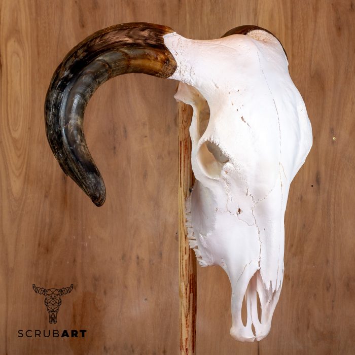 Bull Skull with Horns