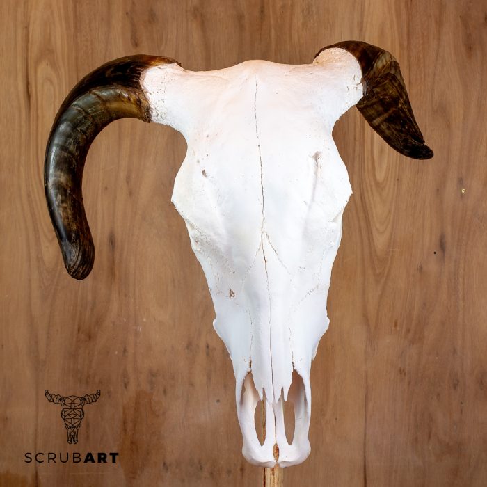 Bull Skull with Horns