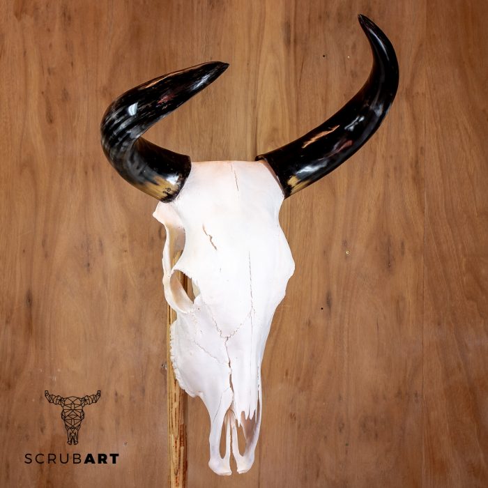 Bull Skull with Horns