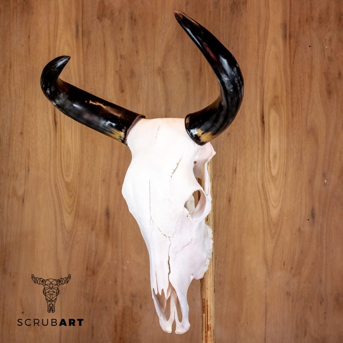 Bull Skull with Horns