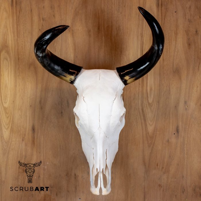 Bull Skull with Horns