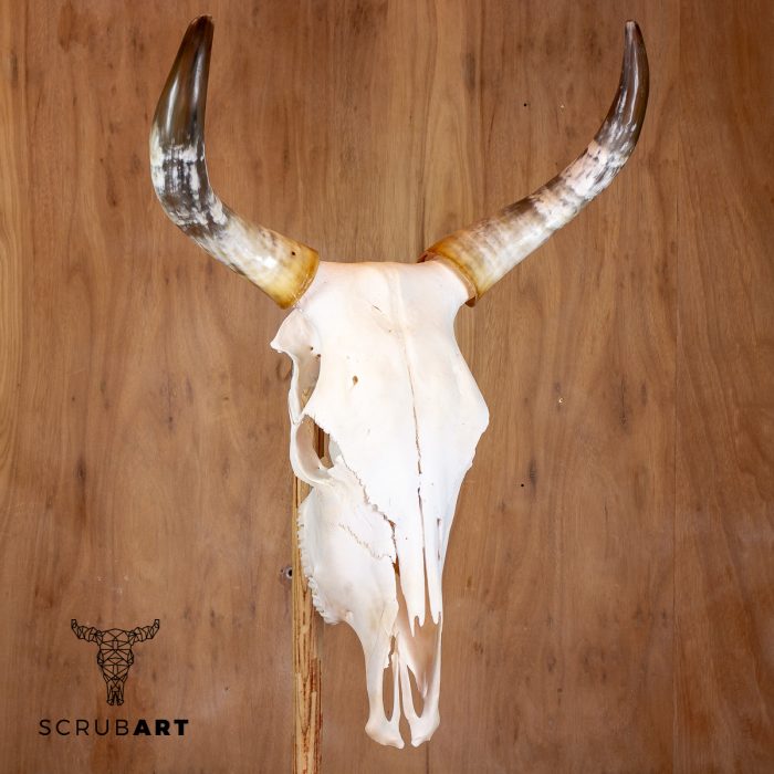 Bull Skull with Horns