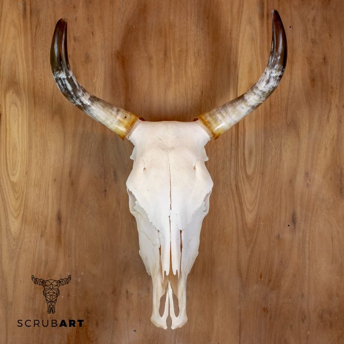 Bull Skull with Horns