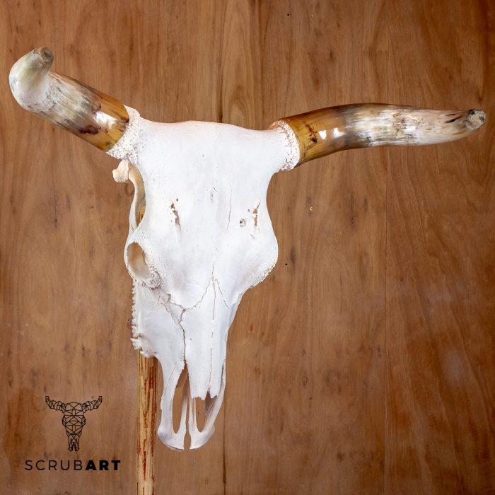 Bull Skull with Horns