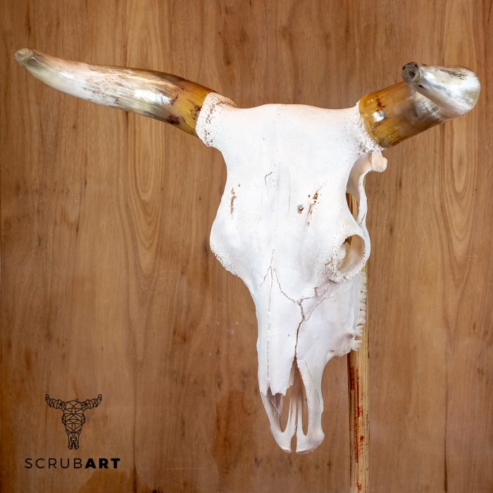 Bull Skull with Horns